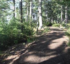 Woodland path wpr