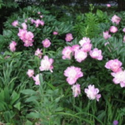 Pink garden flowers